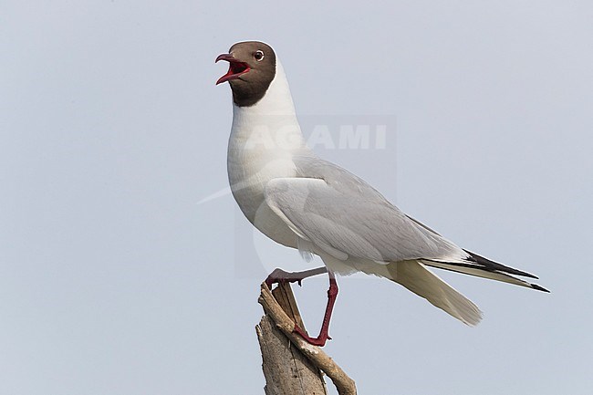 Kokmeeuw; Common Black-headed Gull; Croicocephalus ridibundus; stock-image by Agami/Daniele Occhiato,