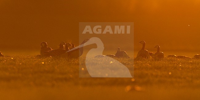 Groep Brandganzen in weiland; Group of Barnacle Geese in meadow stock-image by Agami/Menno van Duijn,