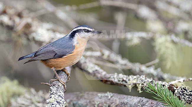 Autumn female (type) Red-breasted Nuthatch, Sitta canadensis, in North America. stock-image by Agami/Ian Davies,