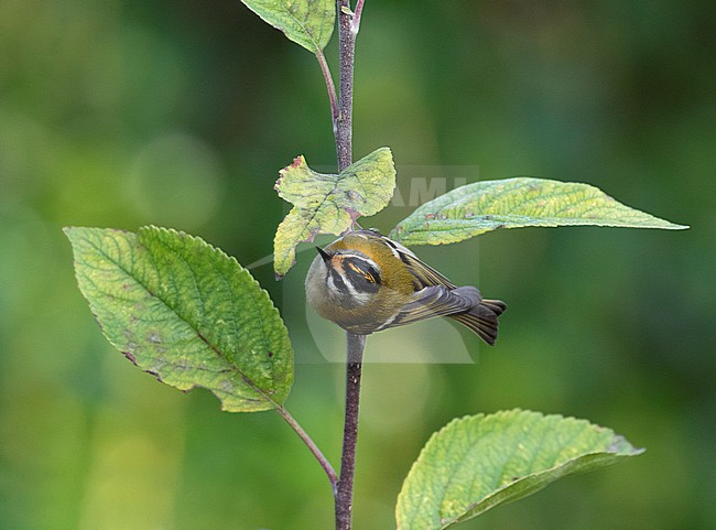 Adult Firecrest (Regulus ignicapilla) perched on a twig in England. Hanging upside down in a plant. stock-image by Agami/Pete Morris,