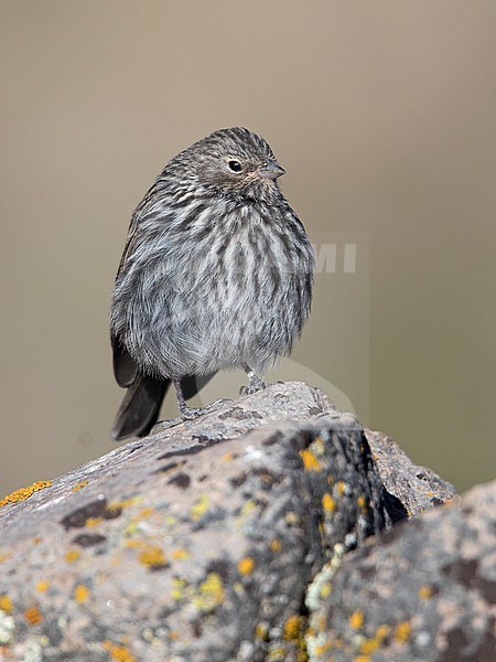 A female Plumbeous Sierra Finch (Geospizopsis unicolor inca) at Salinas, Arequipa, Peru. stock-image by Agami/Tom Friedel,