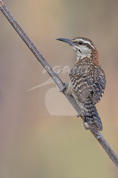 Sclater's Wren (Campylorhynchus humilis) in mexico stock-image by Agami/Dubi Shapiro,