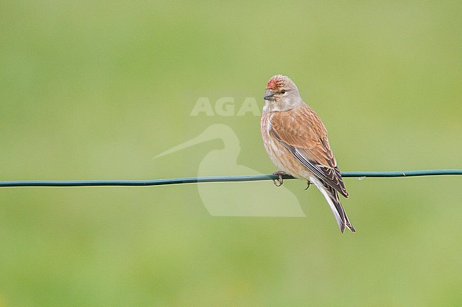 Kneu zit op tak; Common Linnet perched on branch stock-image by Agami/Menno van Duijn,