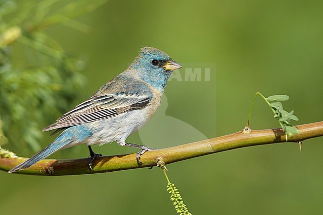 Adult male Lazuli Bunting (Passerina amoena) in transition to breeding plumage in Riverside County in California. Perched on a twig during spring. stock-image by Agami/Brian E Small,