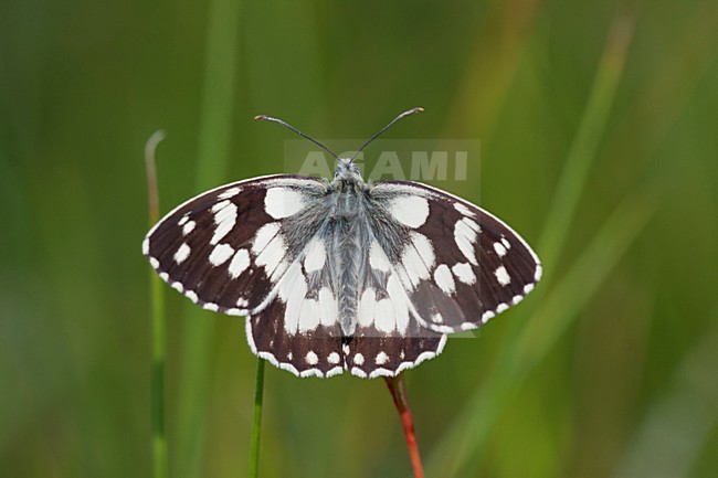 Dambordje in de vegetatie, Marbled White in the vegetation stock-image by Agami/Theo Douma,