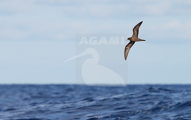 Bulwer's Petrel (Bulweria Bulveria) Madeira Portugal August 2012 stock-image by Agami/Markus Varesvuo,