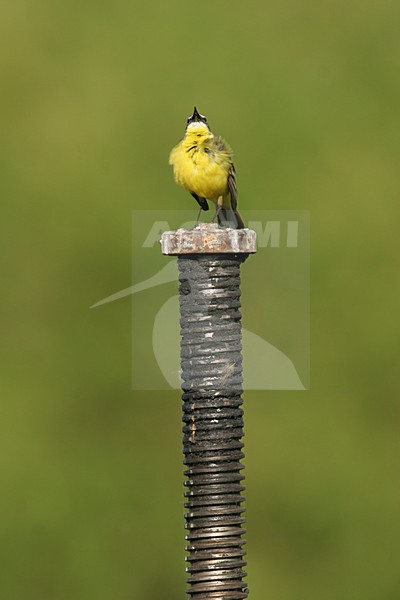 Blue-headed Wagtail calling from iron pole Poland, Gele Kwikstaart roepend op ijzeren paal Polen stock-image by Agami/Menno van Duijn,