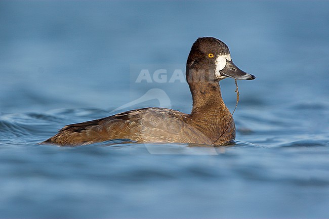 Lesser Scaup (Aythya affinis) swimming in a lagoon in Victoria, BC, Canada. stock-image by Agami/Glenn Bartley,