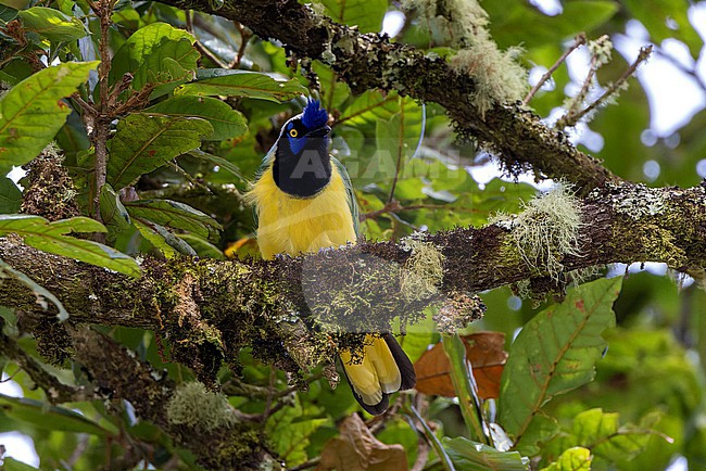 Green Jay (Cyanocorax yncas galeatus) perched on a large tree branch. stock-image by Agami/David Monticelli,
