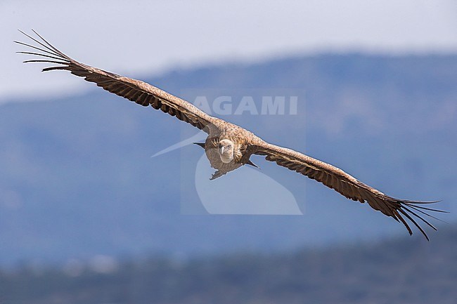 Vale Gier in vlucht, Griffon Vulture in flight stock-image by Agami/Daniele Occhiato,