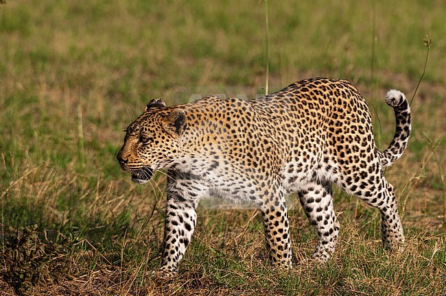 A female leopard, Panthera pardus, patrols her territory. Khwai Concession, Okavango Delta, Botswana. stock-image by Agami/Sergio Pitamitz,