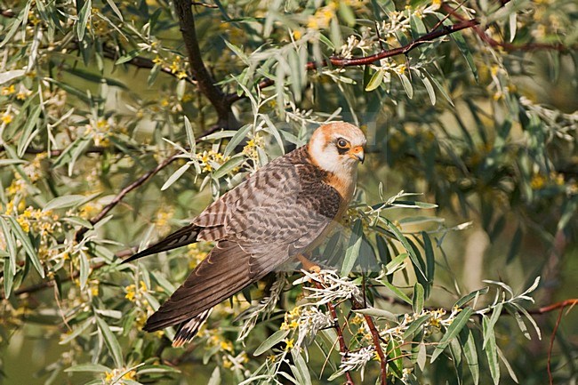 Roodpootvalk, Red-footed Falcon, Falco vespertinus stock-image by Agami/Marc Guyt,