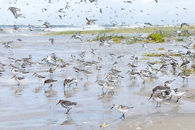 Dunlins (Calidris alpina) with Sanderlings (Calidris alba) and Red Knots (Calidris canutus) at high-tide roost in Wadden Sea near Hamburg in Germany. stock-image by Agami/Ralph Martin,