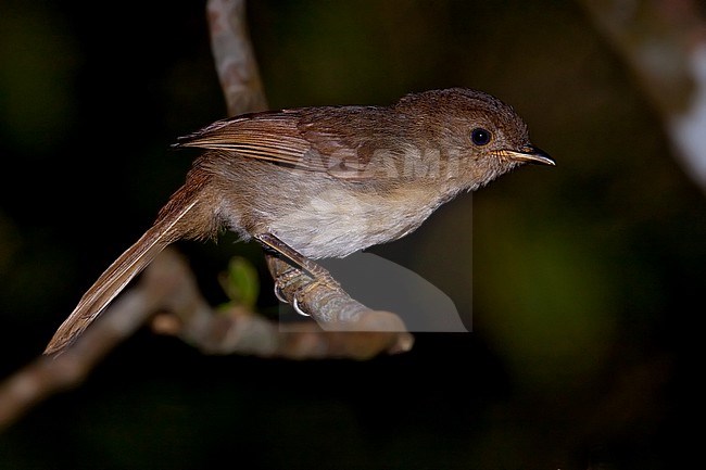 Javan Fulvetta (Alcippe pyrrhoptera). Perched on a branch in Java. stock-image by Agami/Dubi Shapiro,