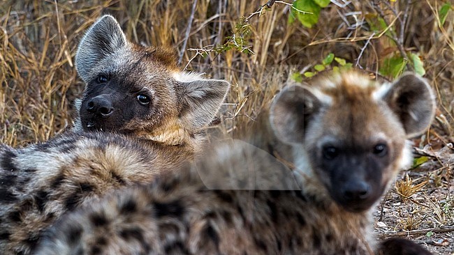 2 cubs Spotted Hyena in Kruger NP, South Africa. June 2014. stock-image by Agami/Vincent Legrand,