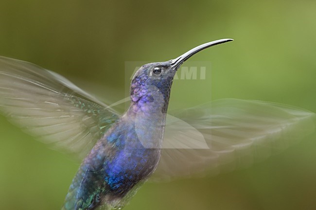 Violette Sabelvleugel vliegend; Violet Sabrewing flying stock-image by Agami/Bence Mate,