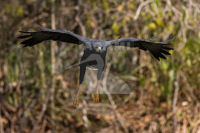 A great black hawk, Buteogallus urubitinga, in flight. Rio Claro, Pantanal, Mato Grosso, Brazil stock-image by Agami/Sergio Pitamitz,