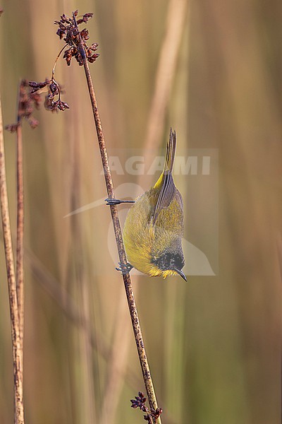 Black-polled Yellowthroat (Geothlypis speciosa speciosa) male perched on a rush stem in a swamp near Mexico City in Mexico. This species is categorized as Vulnerable by BirdLife International. stock-image by Agami/Andy & Gill Swash ,