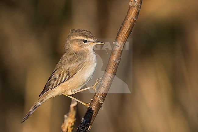Adult Dusky Warbler (Phylloscopus fuscatus fuscatus), Russia (Baikal). stock-image by Agami/Ralph Martin,