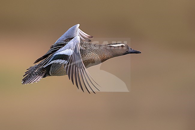 Zomertaling mannetje in vlucht; Garganey male in flight stock-image by Agami/Daniele Occhiato,