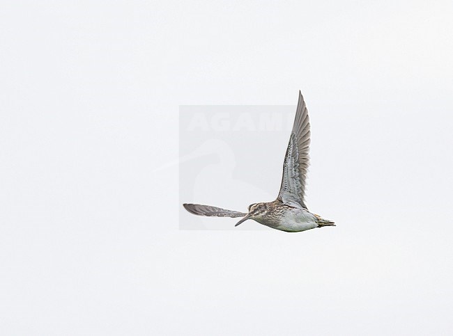 Flying, migrating Jack Snipe (Lymnocryptes minimus) showing underside stock-image by Agami/Ran Schols,