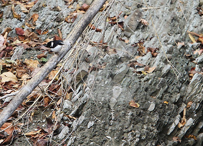Black-backed Forktail (Enicurus immaculatus) at small stream in northern India. stock-image by Agami/James Eaton,