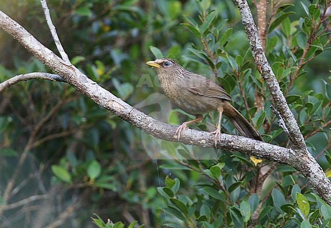 Taiwan Hwamei (Garrulax taewanus) perched on a branch in Taitung Forest Park, Taiwan. stock-image by Agami/James Eaton,