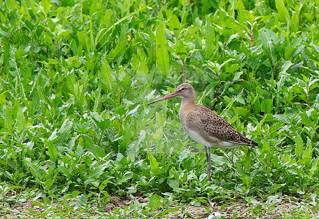 Juvenile Black-tailed Godwit (Limosa limosa) still present in Dutch river based breeding habitat after fledging. stock-image by Agami/Edwin Winkel,