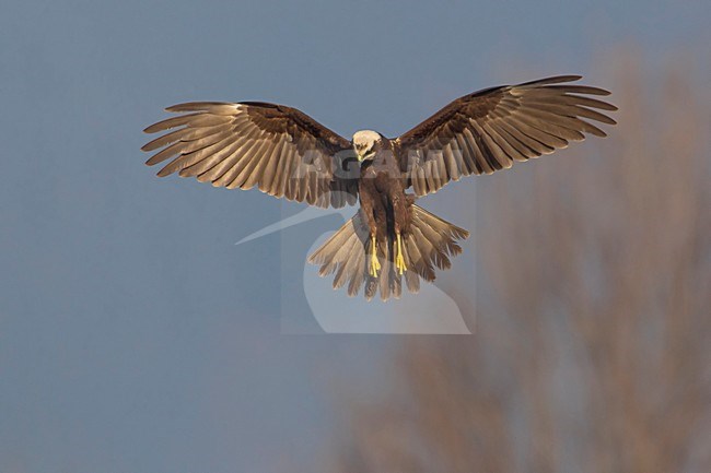 Bruine Kiekendief;  Marsh Harrier stock-image by Agami/Daniele Occhiato,