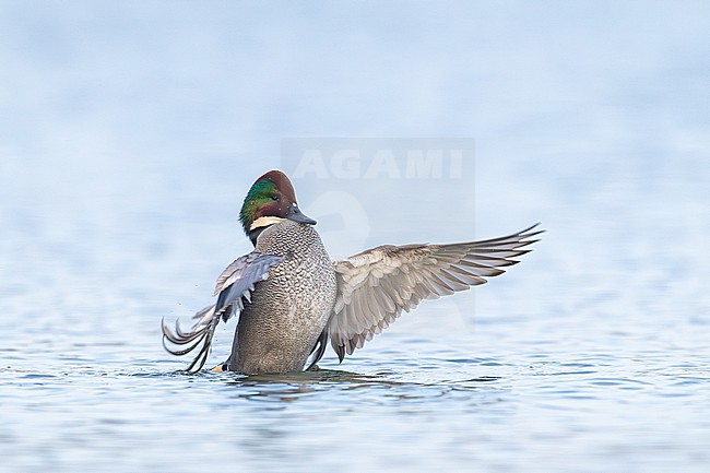 Bronskopeend, Falcated Duck, Mareca falcata stock-image by Agami/Menno van Duijn,