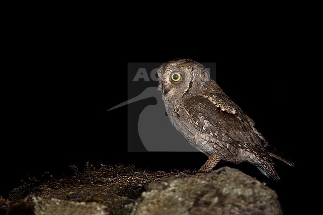 Eurasian Scops Owl (Otus scops) stock-image by Agami/Alain Ghignone,