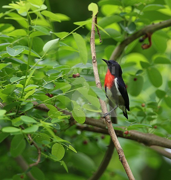 Male Grey-sided Flowerpecker (Dicaeum celebicum) perched on a small branch in tropical forest in Wakatobi Regency, Celebes, Indonesia. stock-image by Agami/James Eaton,