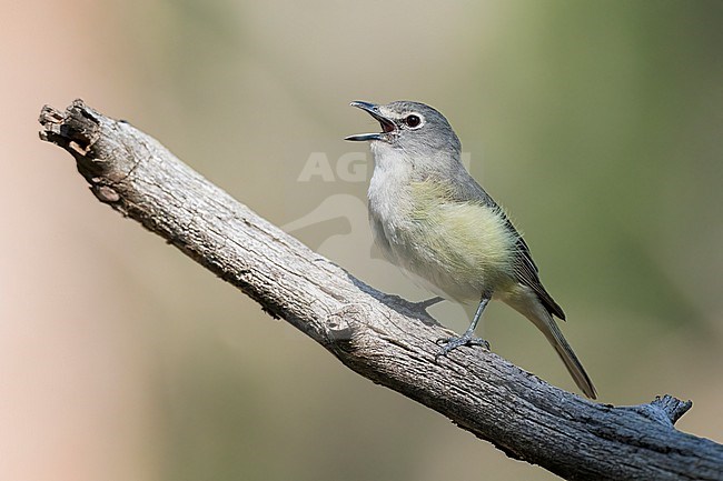 Adult
Boulder Co., CO
June 2023 stock-image by Agami/Brian E Small,