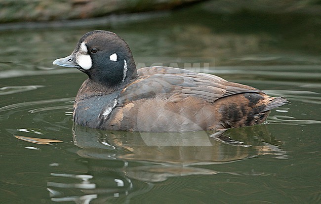 Harlequin Duck, Histrionicus histrionicus stock-image by Agami/Fred Visscher,