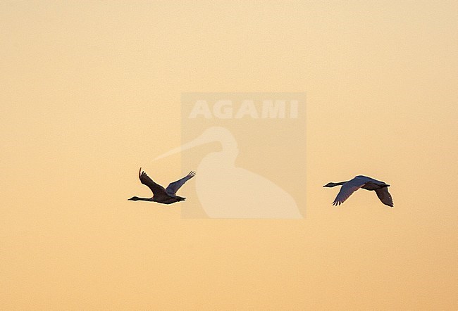 Pair of Bewick's Swans (Cygnus bewickii) in flight at sunrise over Starrevaart, the Netherlands, against a stunning pink colored sky. stock-image by Agami/Marc Guyt,