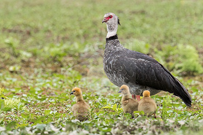 Southern Screamer (Chauna torquata) perched on a branch in the Pantanal of Brazil. stock-image by Agami/Glenn Bartley,