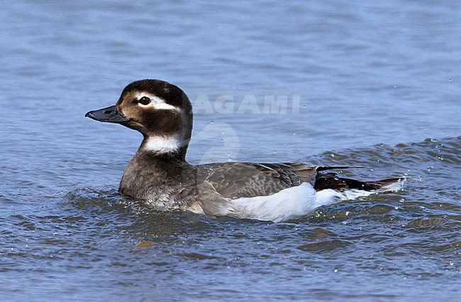 Long-tailed Duck (Clangula hyemalis) taken the 14/06/2022 at Barrow - Alaska. stock-image by Agami/Nicolas Bastide,