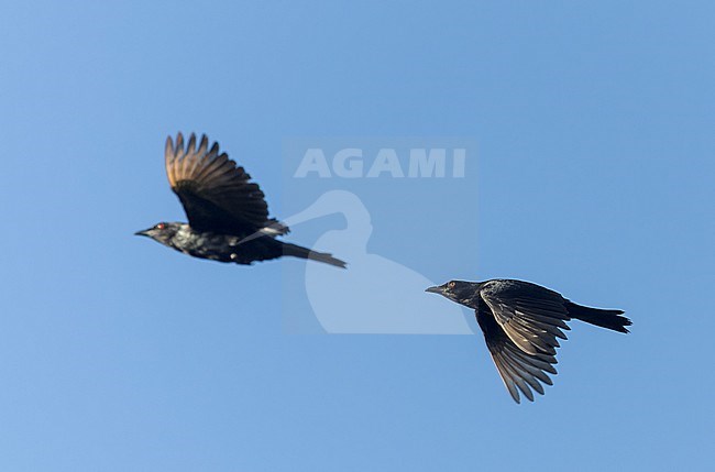 Brown-winged starling (Aplonis grandis) on the Solomon Islands. stock-image by Agami/Marc Guyt,