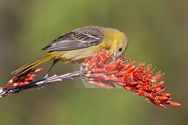 Adult female 
Pima Co., AZ 
April 2011 stock-image by Agami/Brian E Small,