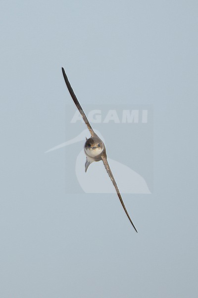 Sand Martin (Riparia riparia) in dunes of Texel, Netherlands. stock-image by Agami/Marc Guyt,