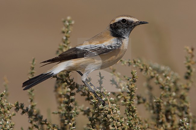 Volwassen mannetje Woestijntapuit; Adult male Desert Wheatear stock-image by Agami/Daniele Occhiato,