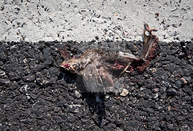 Boomleeuwerik doodgereden, Wood Lark roadkill stock-image by Agami/Marten van Dijl,