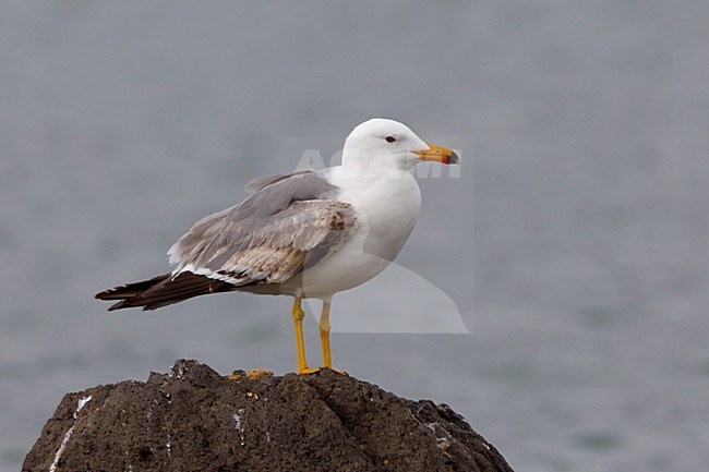 Onvolwassen Armeense Meeuw, Immature Armenian Gull stock-image by Agami/Daniele Occhiato,