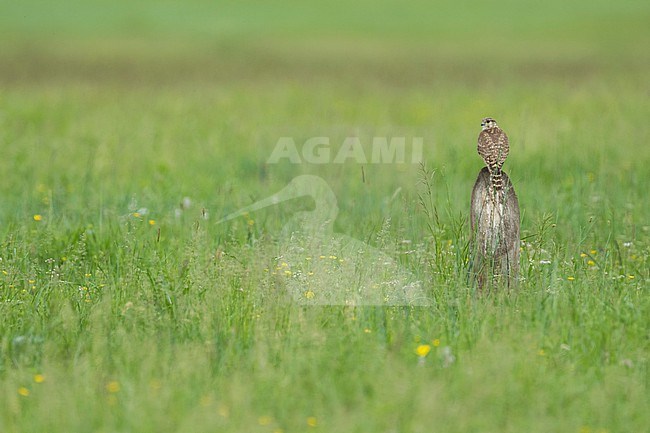 Adult female Merlin (Falco columbarius aesalon) during spring season in breeding area in Russia (Baikal). Sitting on a wooden pole in green meadow. stock-image by Agami/Ralph Martin,