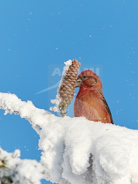 Male Common Crossbill (Loxia curvirostra) perced in the top of frost covered pine tree in taiga forest of Finland. stock-image by Agami/Markus Varesvuo,