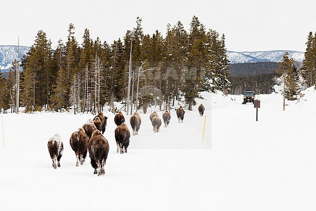 American bison (Bison bison) herd walking in snow-covered Yellowstone National Park stock-image by Agami/Caroline Piek,