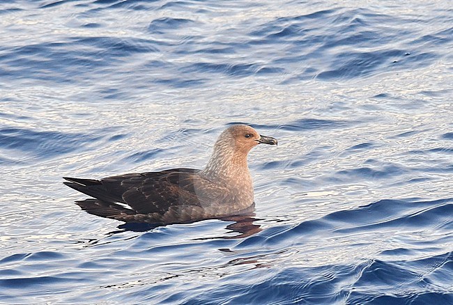 South Polar Skua (Stercorarius maccormicki) resting on the ocean surface in the northern Atlantic. stock-image by Agami/Laurens Steijn,