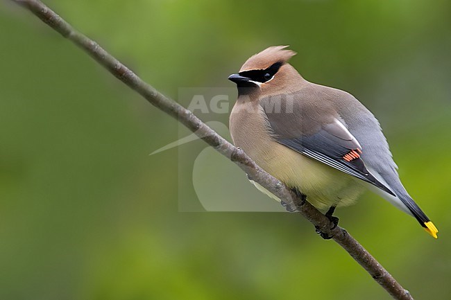 Cedar waxwing (Bombycilla cedrorum) adult perched on a branch stock-image by Agami/Dubi Shapiro,