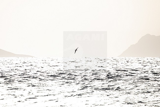 Cape Verde shearwater (Calonectris edwardsii), flying against the light, with the sea and the islands as background, in Cape Verde. stock-image by Agami/Sylvain Reyt,