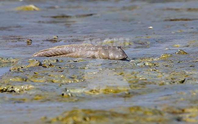 Mud Skipper sitting in mudflat of Sulaibikhat Bay in Kuwait. January 4, 2011. stock-image by Agami/Vincent Legrand,